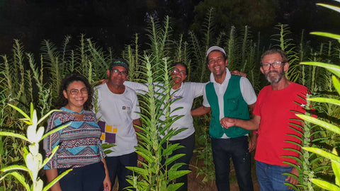 Associações rurais de certificação orgânica participativa do Semiárido comemoram a venda direta do gergelim cultivado em consórcios agroecológicos com o algodão para a marca Sésamo Real